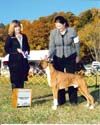 Winstons BOW and 3rd Point, Middleburg Kennel Club Oct. 2009